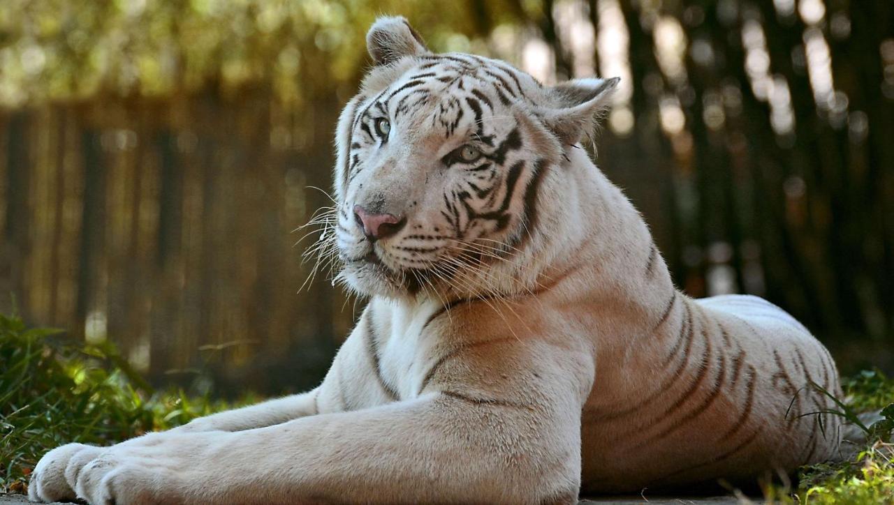 マグナソン ホテル リトル ロック サウス リトルロック エクステリア 写真